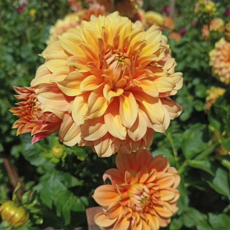 Bracken Palomino – Dahlia Hills Farm