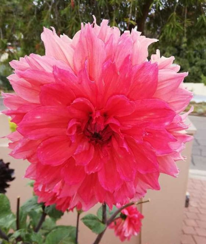 Islander (maybe)/ 1 per Customer – Dahlia Hills Farm