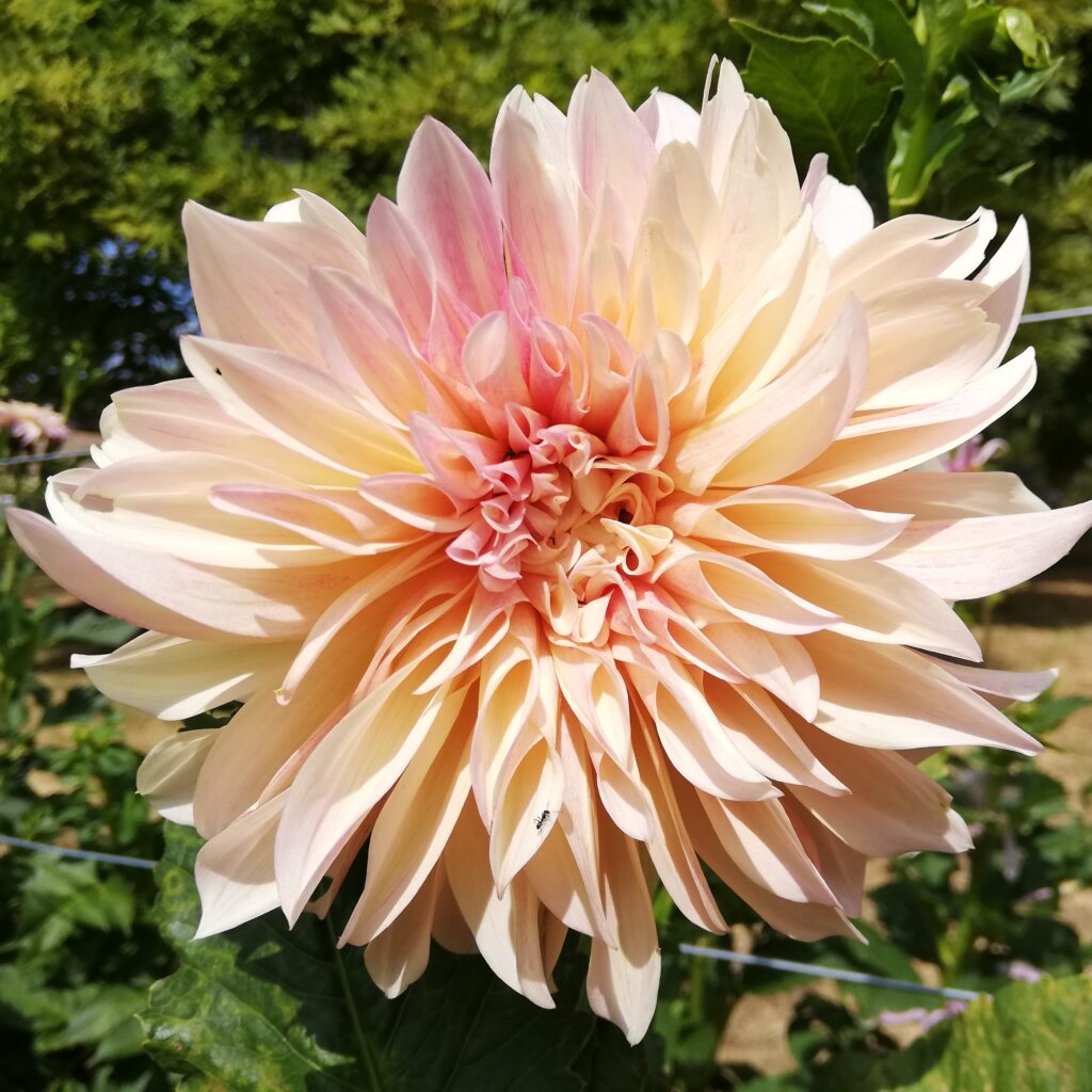 Dahlia Tubers Dahlia Hills Farm