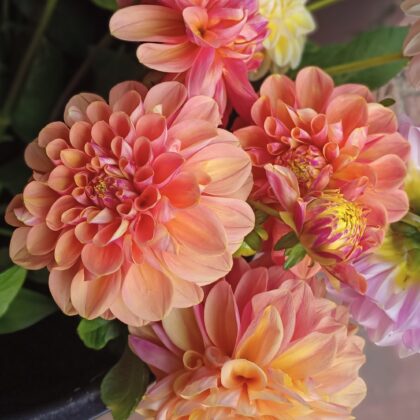 Gosia Peach Sundae
