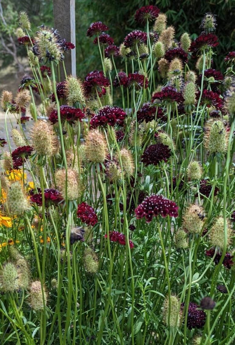 Pincushion Flower Scabiosa Black Knight 50 seeds Dahlia Hills Farm