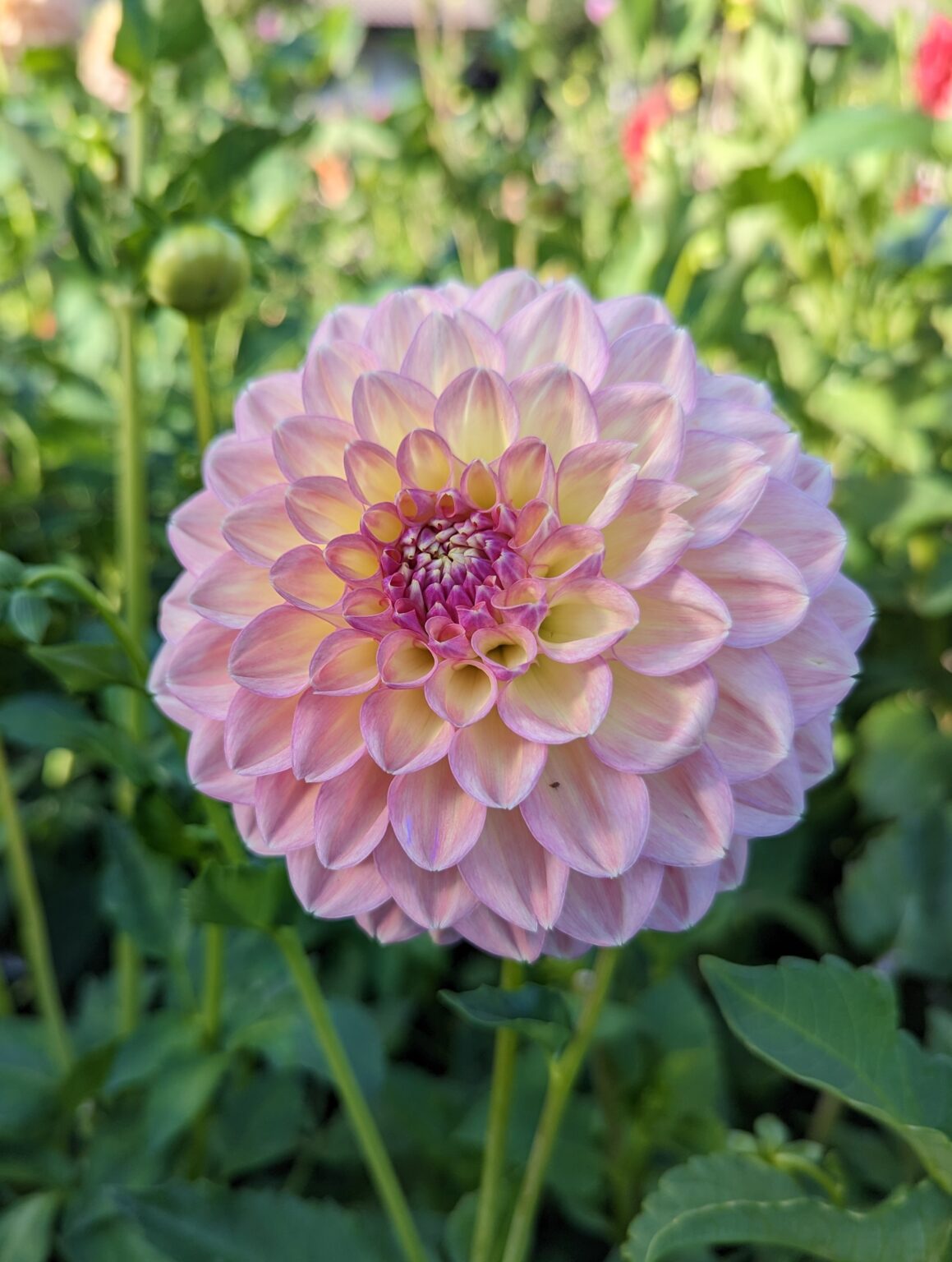 Coorabell Astrid – Dahlia Hills Farm