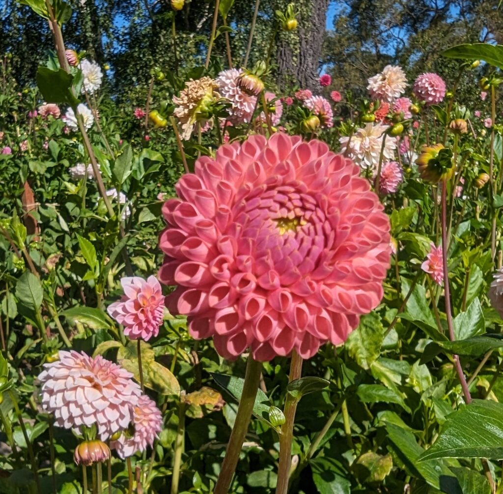 Little Peaches Dahlia Hills Farm