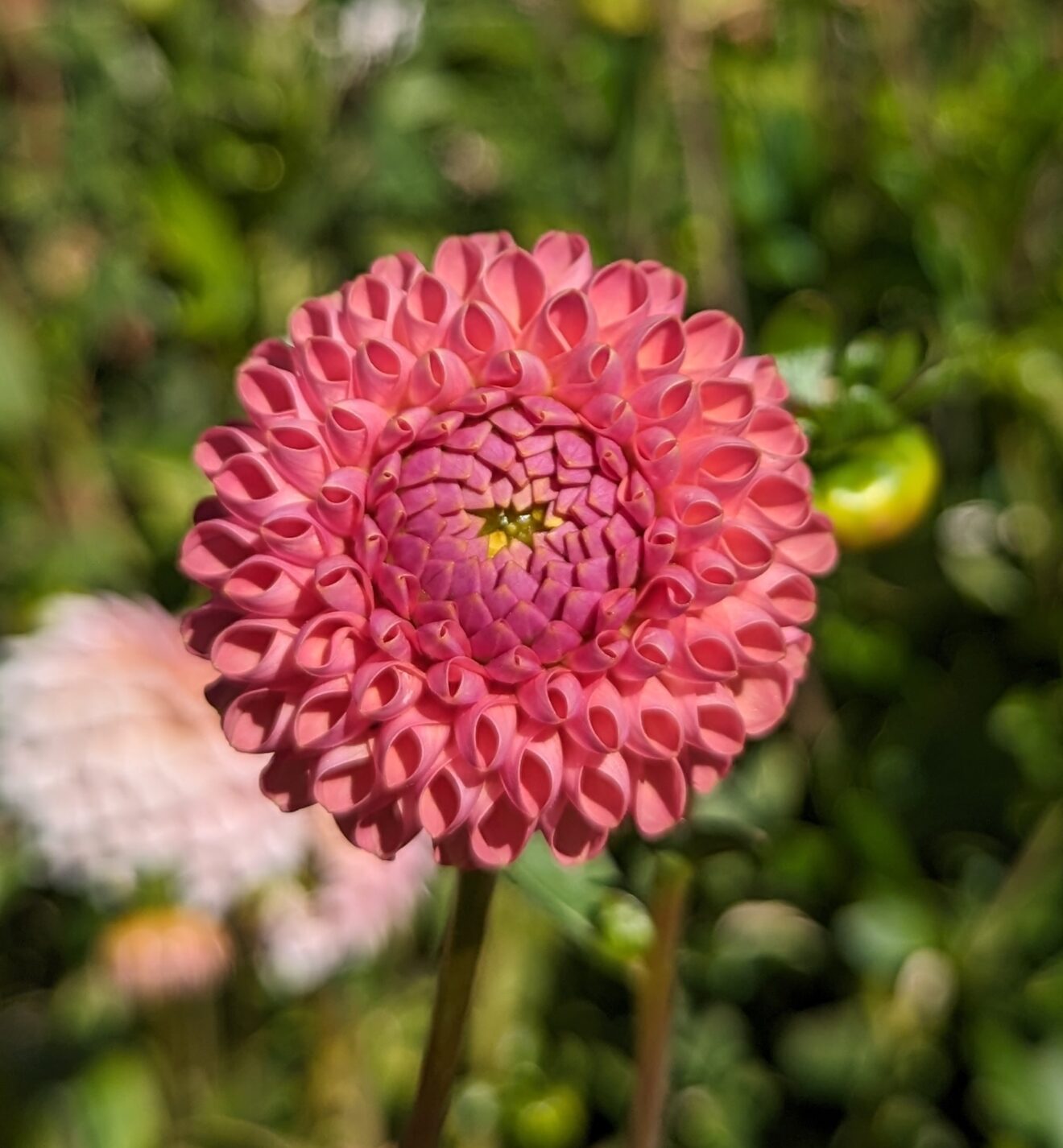 Little Peaches Dahlia Hills Farm
