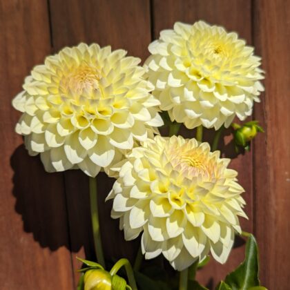 Winholme Diane