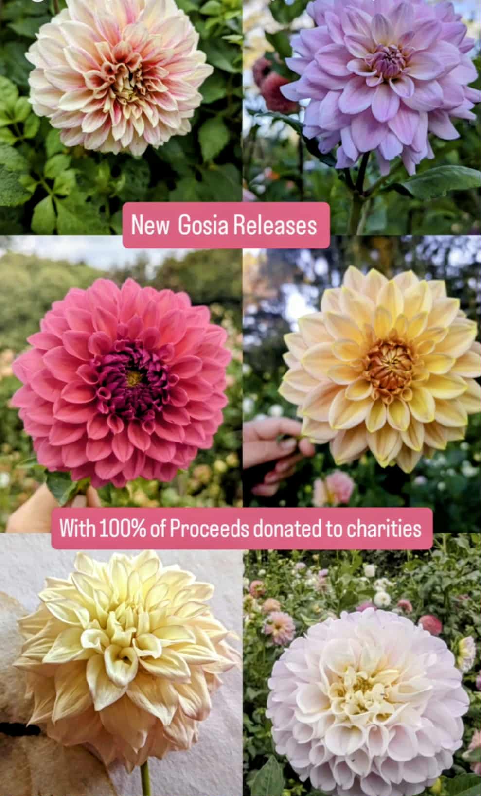 b554f3a9-ad26-4389-b9d9-ad2d68656512