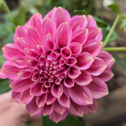 Florelie Omen